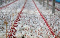 Embargo da carne de frango deve afetar preço mundial